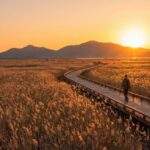 A lone hiker with a backpack walks on a winding wooden boardwalk through tall, golden-brown reeds at sunset in Suncheon Bay Wetland Reserve, South Korea.