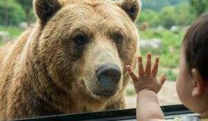 A close-up photograph from inside a safari bus, showing a large brown bear looking through the window at a toddler's hand pressed against the glass.